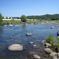 狩野川(狩野川漁業協同組合) 釣果