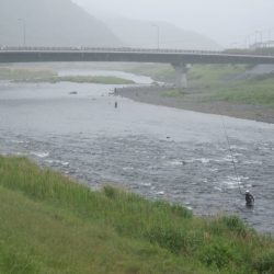 狩野川（狩野川漁業協同組合） 釣果