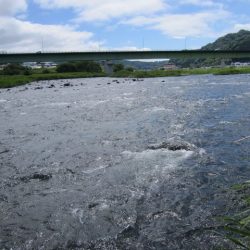 狩野川（狩野川漁業協同組合） 釣果