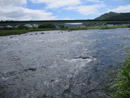 狩野川（狩野川漁業協同組合） 釣果