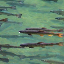 小菅トラウトガーデン 釣果