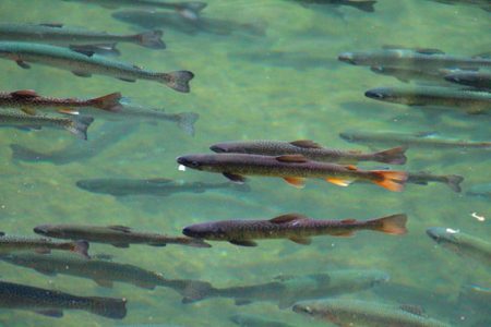 小菅トラウトガーデン 釣果