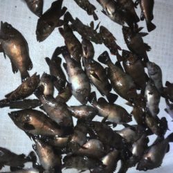 TOPGUN名古屋 釣果