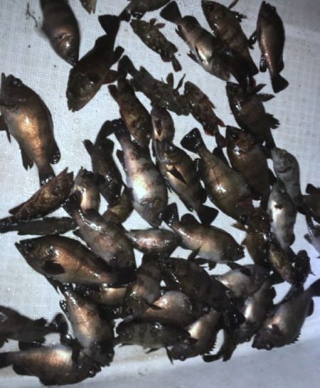 TOPGUN名古屋 釣果