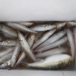 遊漁船 幸友丸 釣果