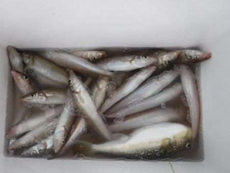 遊漁船 幸友丸 釣果