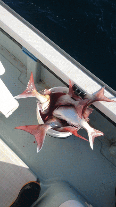 遊漁船ブルーウッズ 釣果