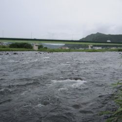 狩野川(狩野川漁業協同組合) 釣果