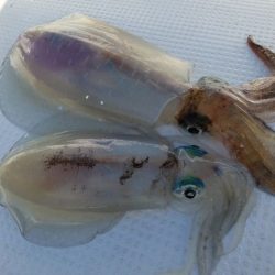 Magic（マジック） 釣果