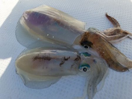 Magic（マジック） 釣果