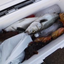 BlueNote Fishing Taxi 釣果