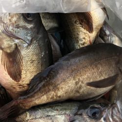 第二辰丸 釣果