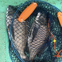 由良渡船 釣果