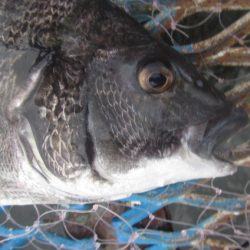 オリジナルメーカー海づり公園(市原市海づり施設) 釣果