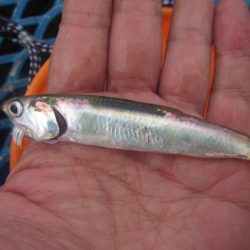 オリジナルメーカー海づり公園(市原市海づり施設) 釣果