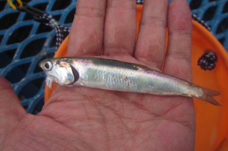 オリジナルメーカー海づり公園(市原市海づり施設) 釣果