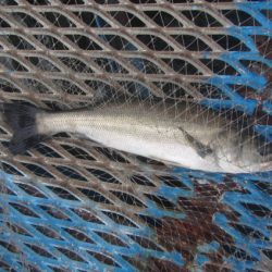 オリジナルメーカー海づり公園(市原市海づり施設) 釣果