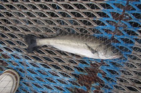 オリジナルメーカー海づり公園(市原市海づり施設) 釣果