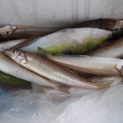 遊漁船 幸友丸 釣果