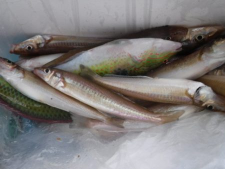 遊漁船 幸友丸 釣果