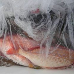 遊漁船 新鋭丸 釣果