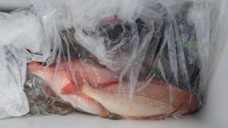 遊漁船 新鋭丸 釣果