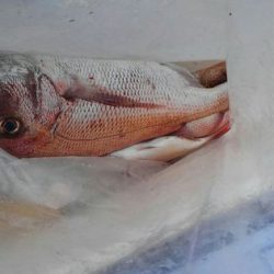 遊漁船 新鋭丸 釣果