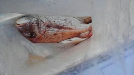 遊漁船 新鋭丸 釣果