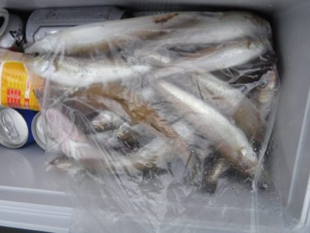 遊漁船 幸友丸 釣果