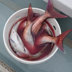 遊漁船ブルーウッズ 釣果