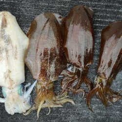 TOPGUN名古屋 釣果