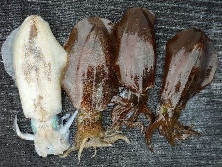 TOPGUN名古屋 釣果