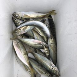 由良渡船 釣果