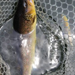 小菅トラウトガーデン 釣果