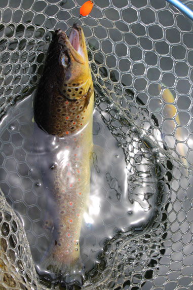 小菅トラウトガーデン 釣果