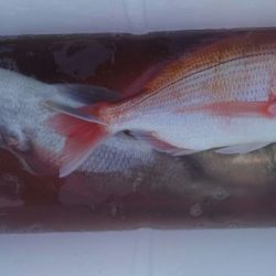 遊漁船 新鋭丸 釣果