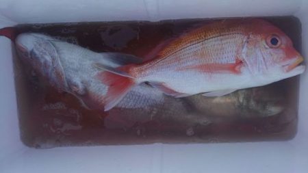 遊漁船 新鋭丸 釣果