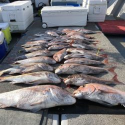 幸風（さちかぜ） 釣果