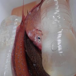 遊漁船 新鋭丸 釣果