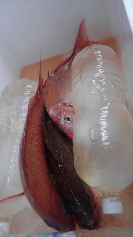 遊漁船 新鋭丸 釣果