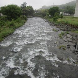 狩野川（狩野川漁業協同組合） 釣果