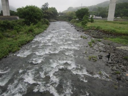 狩野川（狩野川漁業協同組合） 釣果