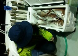 ディープ オーシャン 釣果