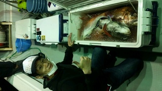 ディープ オーシャン 釣果