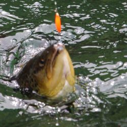 小菅トラウトガーデン 釣果