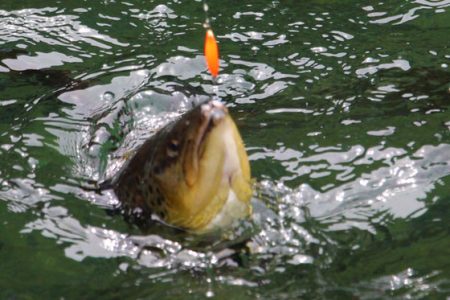 小菅トラウトガーデン 釣果