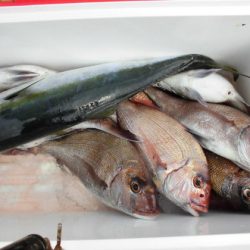 大進丸(新潟) 釣果