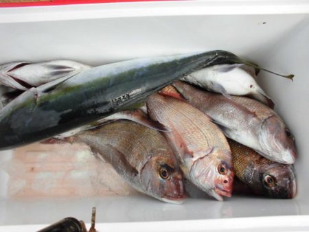 大進丸(新潟) 釣果