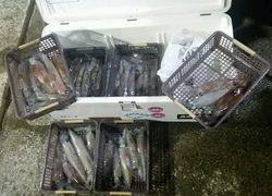 ディープ オーシャン 釣果