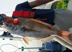 ディープ オーシャン 釣果